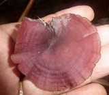 Callistosporium terrigenum image