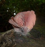 Callistosporium terrigenum image