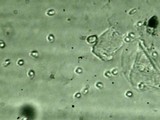 Callistosporium terrigenum image
