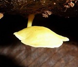 Tricholomopsis aurea image