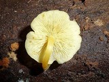 Tricholomopsis aurea image