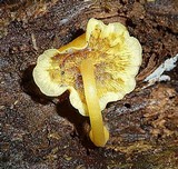 Tricholomopsis aurea image