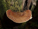 Hexagonia variegata image