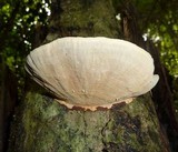 Hexagonia variegata image