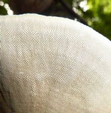 Hexagonia variegata image