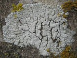 Physcia clementei image