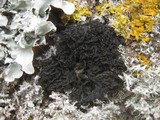 Collema nigrescens image