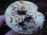 Russula cascadensis image