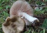 Entoloma griseum image