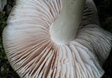 Entoloma griseum image