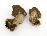 Tricholoma atroviolaceum image
