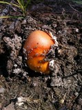 Amanita sect. Vaginatae image