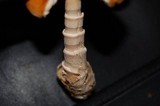 Amanita sect. Vaginatae image