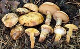 Suillus cothurnatus image