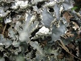 Peltigera elisabethae image