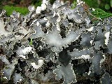 Peltigera elisabethae image