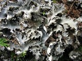 Peltigera elisabethae image