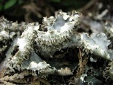 Peltigera elisabethae image
