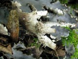 Peltigera elisabethae image