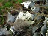 Peltigera elisabethae image