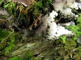 Peltigera elisabethae image