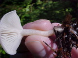 Russula cascadensis image