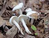 Hygrophorus eburneus image