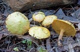 Suillus americanus image