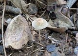 Mycena subcaerulea image