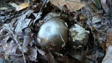 Amanita spreta image