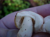 Russula cremoricolor image