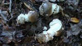 Amanita spreta image