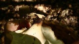 Royoporus badius image