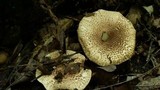 Echinoderma asperum image