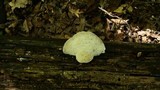 Tyromyces chioneus image