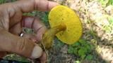 Boletus innixus image