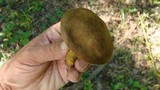 Boletus innixus image