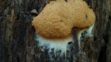 Fuligo septica image