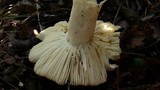 Russula aeruginea image