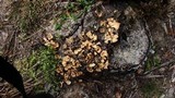 Lentinus strigosus image