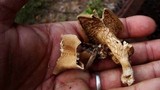 Lentinus strigosus image