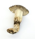 Tricholoma saponaceum image