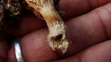 Lentinus strigosus image