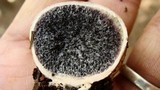 Scleroderma laeve image