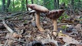 Laccaria ochropurpurea image