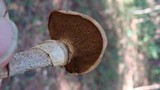 Suillus cothurnatus image