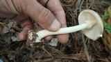 Amanita brunnescens image