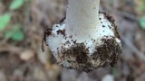 Amanita brunnescens image