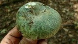 Russula virescens image