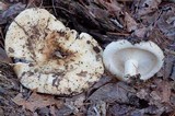 Lactarius resimus image